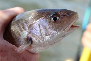 fish for bait