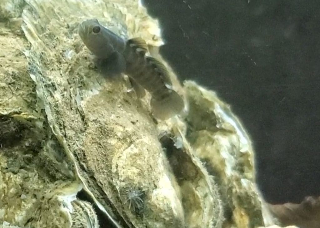 goby fish