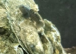 goby fish