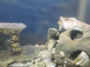 reef ball fish