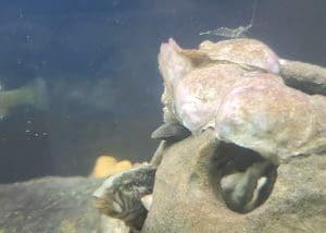 shrimp on oyster