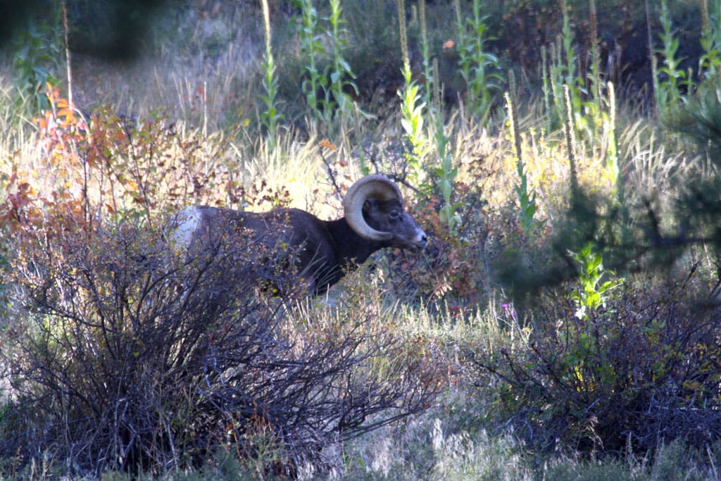 Elijah Whiley captured this awesome photo of a Rocky Mountain bighorn ram near Estes Park, Colorado.