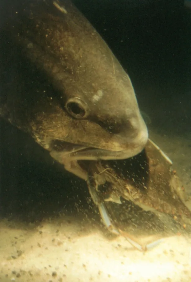 Blue crabs fished in the surf are killer baits for bull redfish.