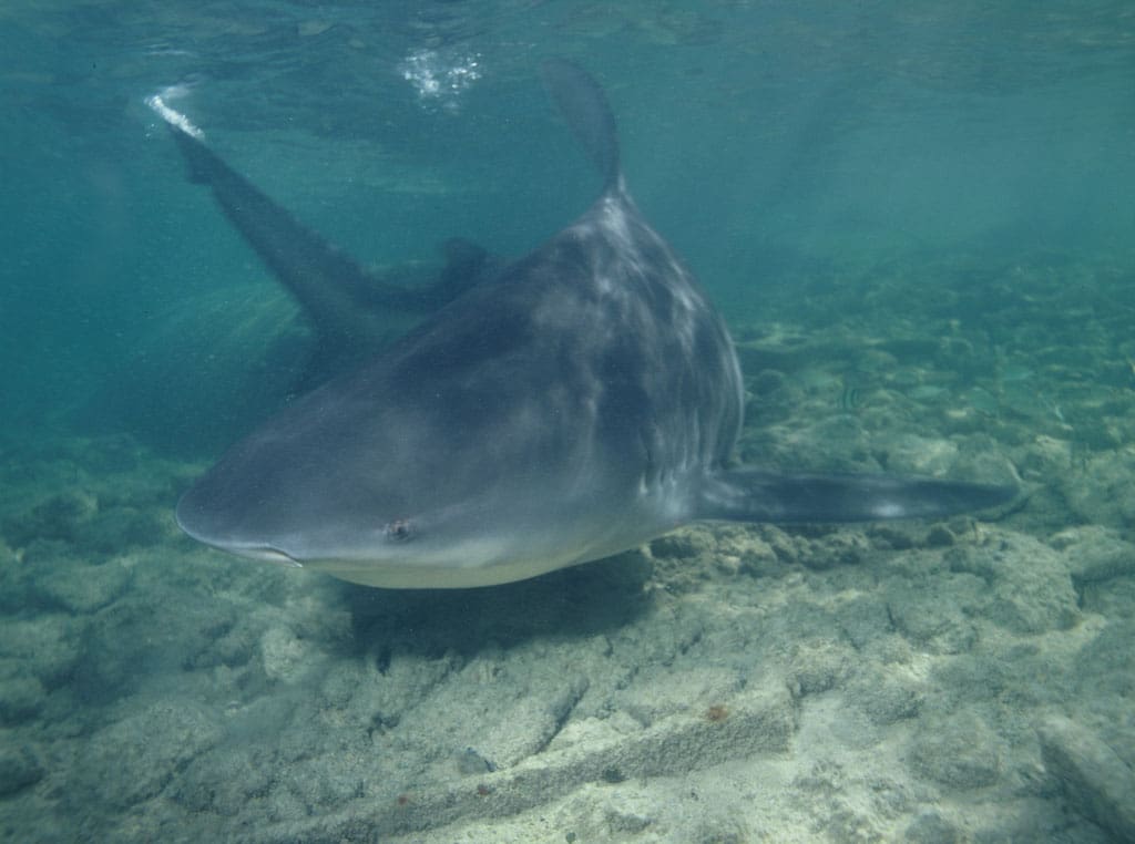 Bull sharks are one of the top prizes along the Gulf Coast during the peak shark season.