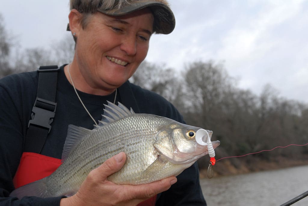 White bass, a.k.a. “sand bass,” are among the earliest spawners each year.