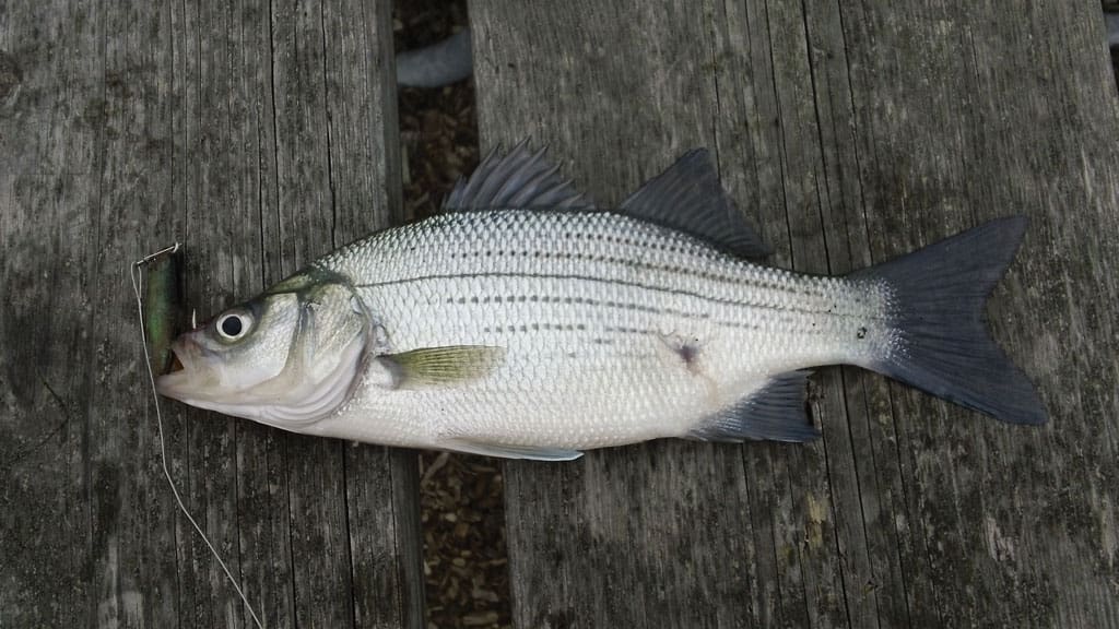 One thing that sets East Texas white bass apart is their size: three pounders are not uncommon.
