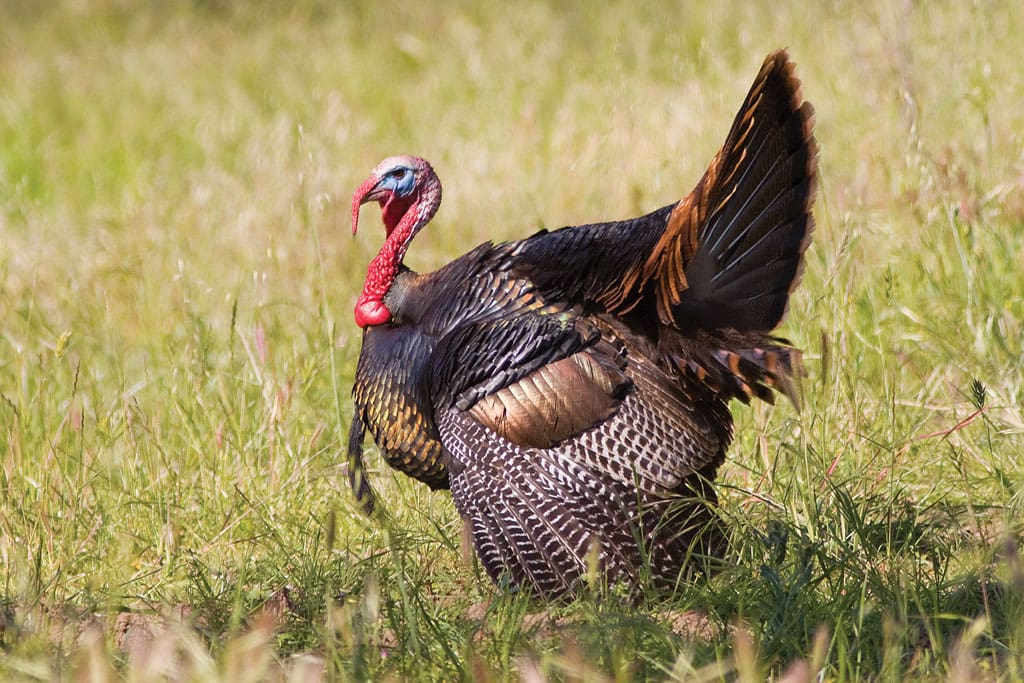 Researchers are studying ways to improve populations of wild turkey in the Hill Country.