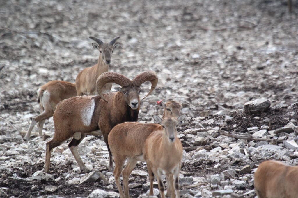 Pictured here are the FTW Ranch’s big breeder Armenian mouflon.