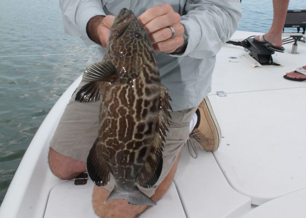 grouper caught inshore