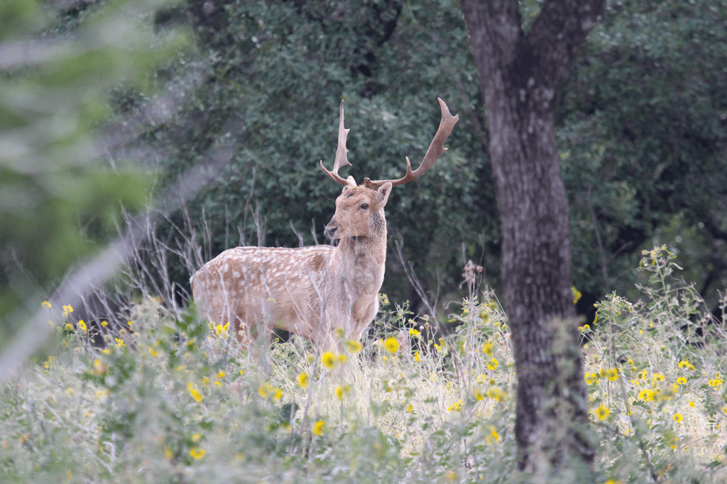 This buck is roaming free on the FTW Ranch's 12,000 acres. The author was there during the fallow rut and photographed this big buck trying to get close to a doe in the breeding enclosures.