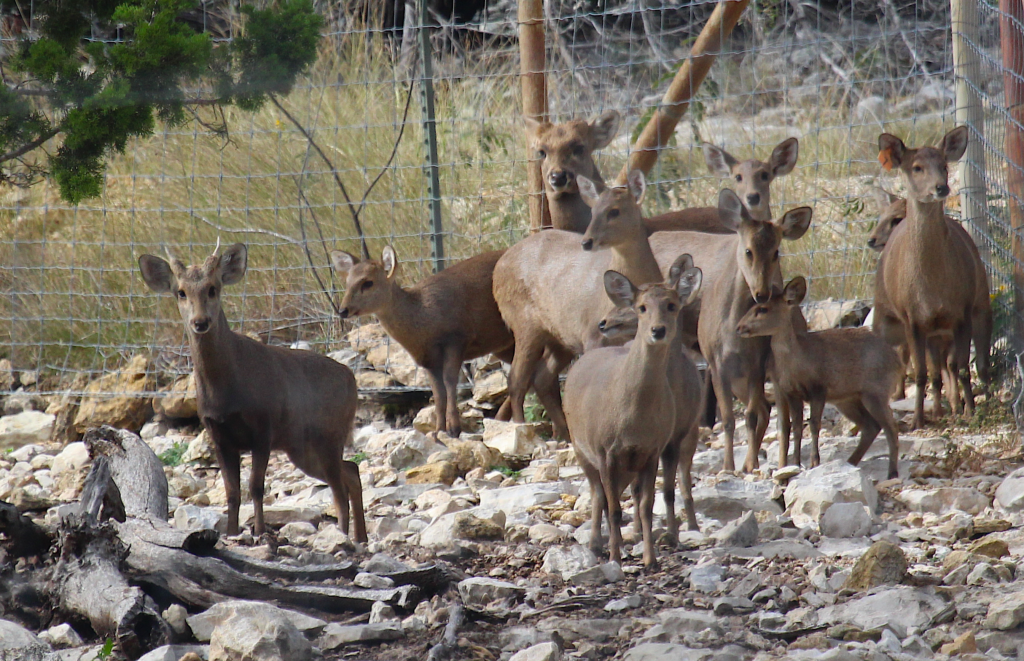 Hog deer from Asia are part of the FTW Ranch’s breeding program and do well there thanks to their high quality game management. Very few ranches in America have these unique deer.