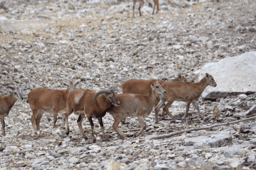 Iranian red sheep flourish in the breeding program at the FTW Ranch.