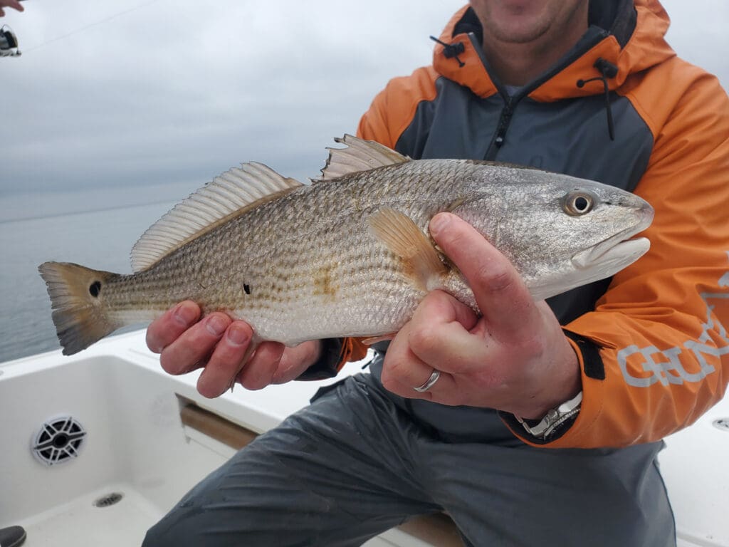 red fish
