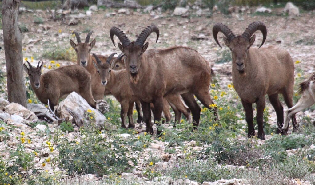 The Western Caucasian Tur is the crown jewel in the FTW Ranch’s conservation breeding program. Their herd is the only kind like it outside of zoos in America.