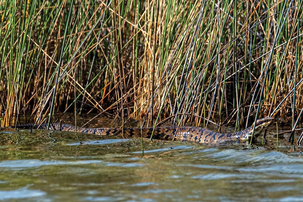 Upper coastal marshes are loaded with cottonmouths, while inshore waters on the mid and lower coasts are full of rattlers.