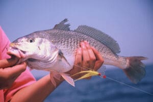 big croaker