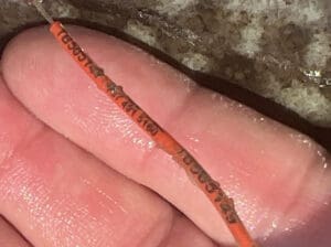 fish tag