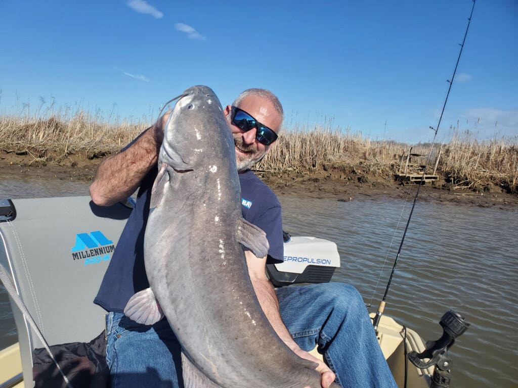big blue catfish
