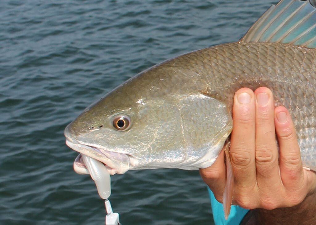 redfish caught fishing