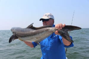 cobia fishing
