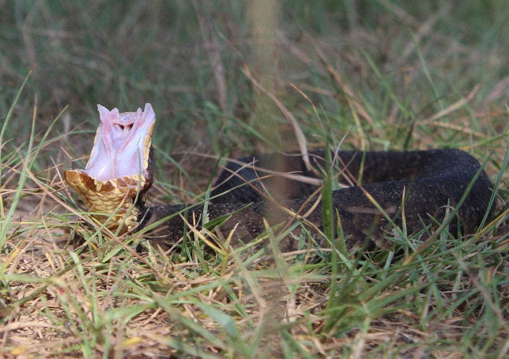 Cottonmouths are abundant along river bottom corridors in much of the state.
