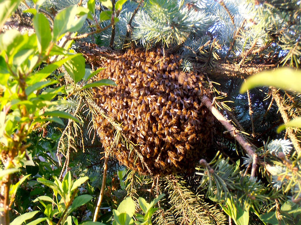 If you come across a bunch of bees in the wild get away quickly. Most aren't out to get you but if Africanized bees decide to come after you, things could get ugly