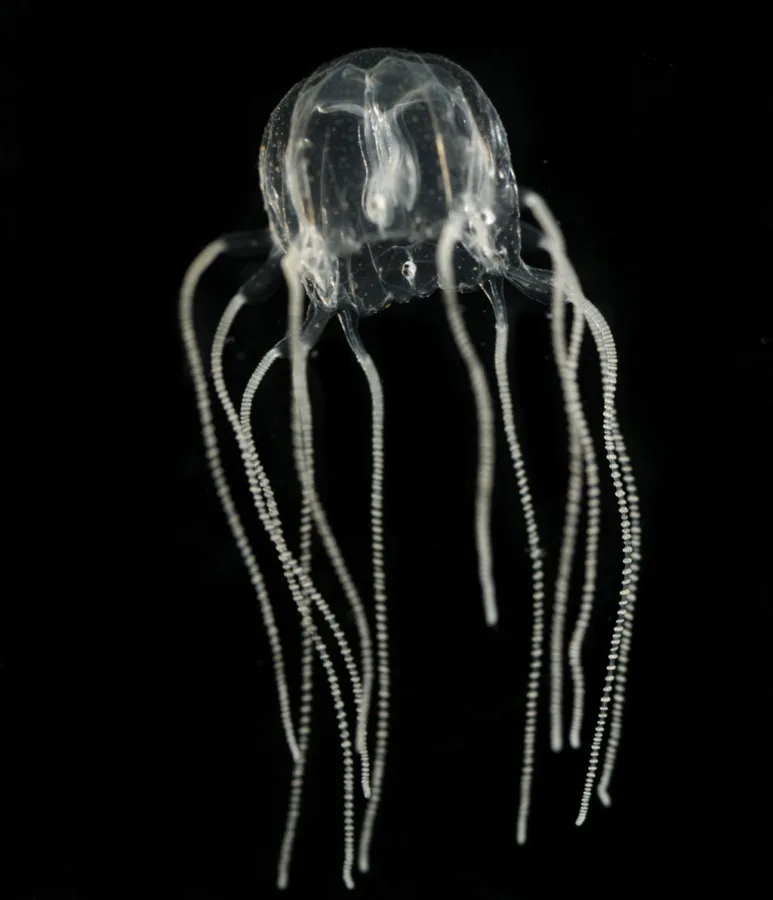 Believe it or not, there are dangerous box jellyfish in the Gulf of Mexico