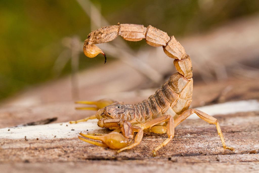 Texas scorpions can find their way into many "sting-ready" places