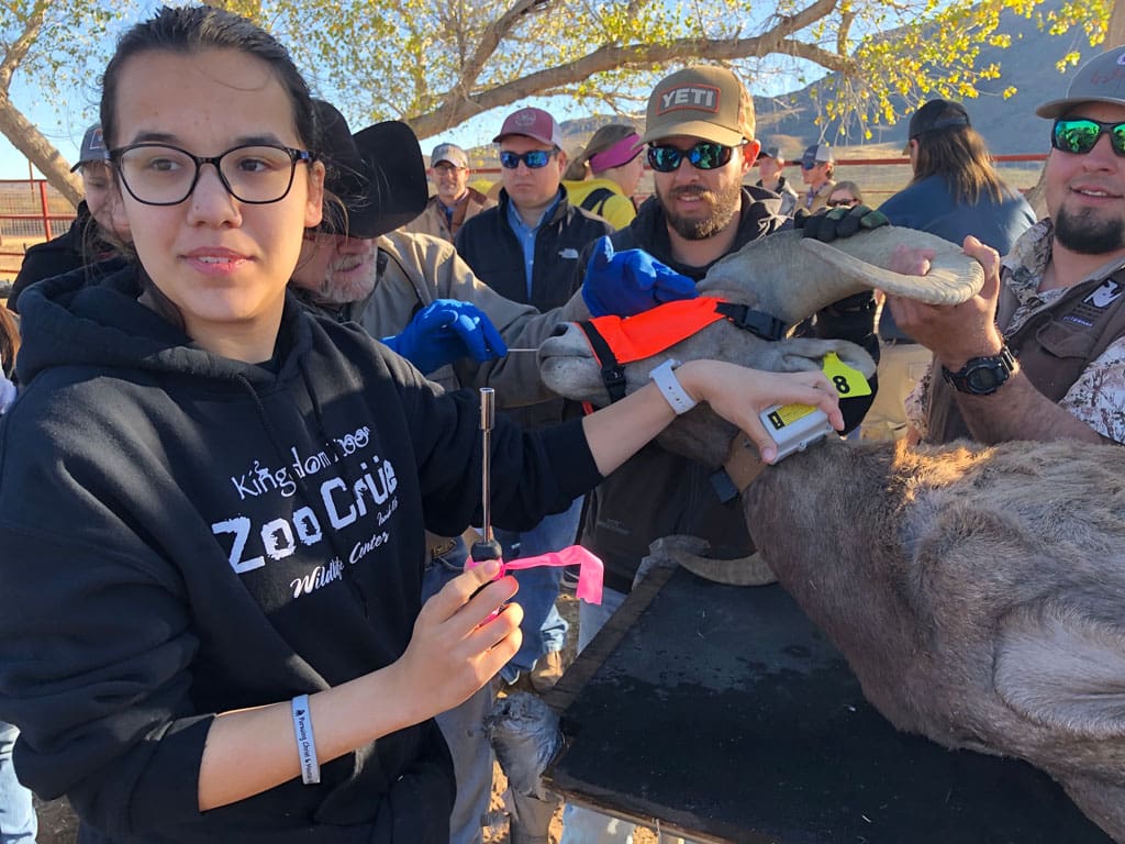 Reannah Hollaway’s participation in a bighorn capture in 2019 helped inspire her conservation career.