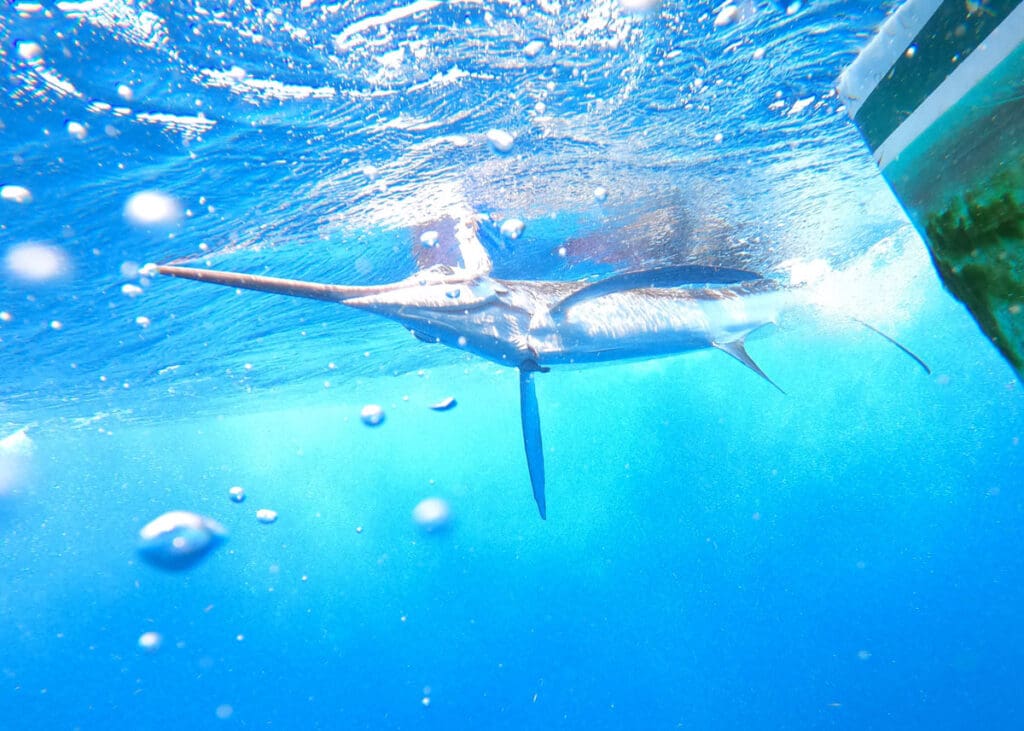 marlin underwater
