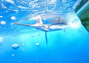 marlin underwater