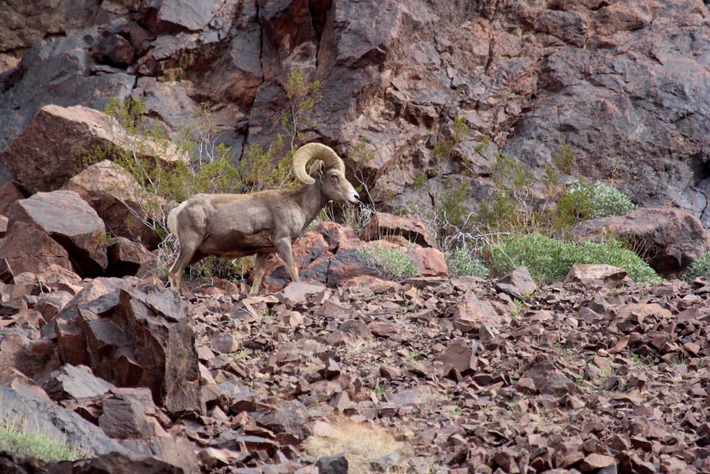 Desert bighorns from Nevada (like the one pictured here), Utah, Arizona and New Mexico have at times been translocated to Texas.