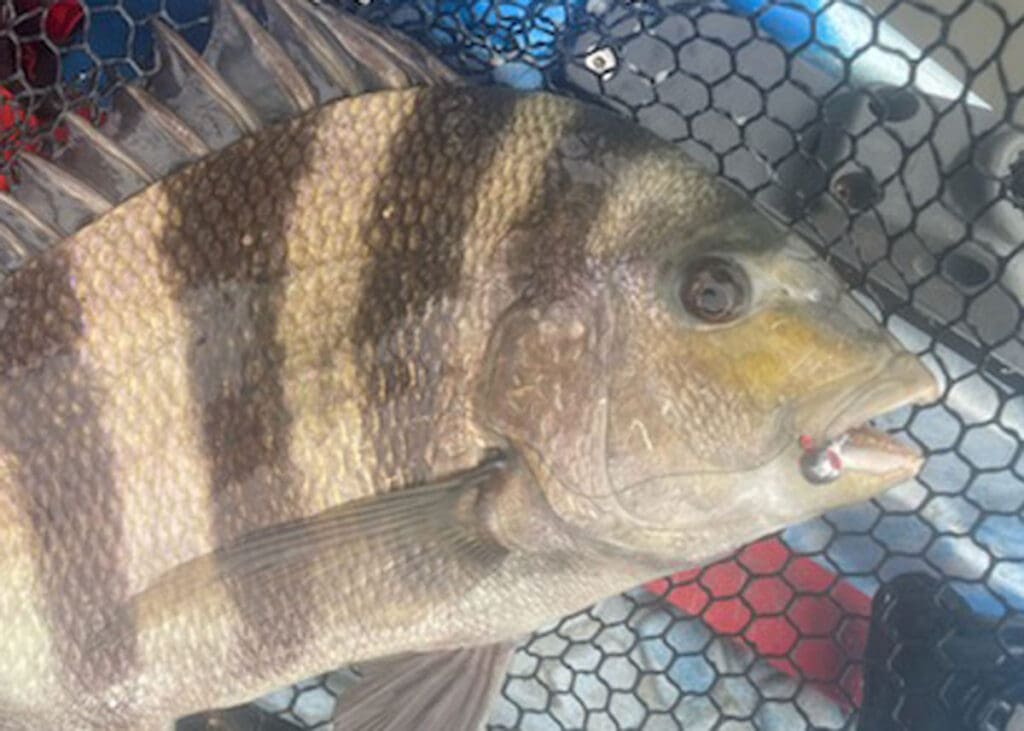 jig for sheepshead