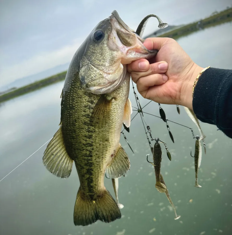 Alabama Rig