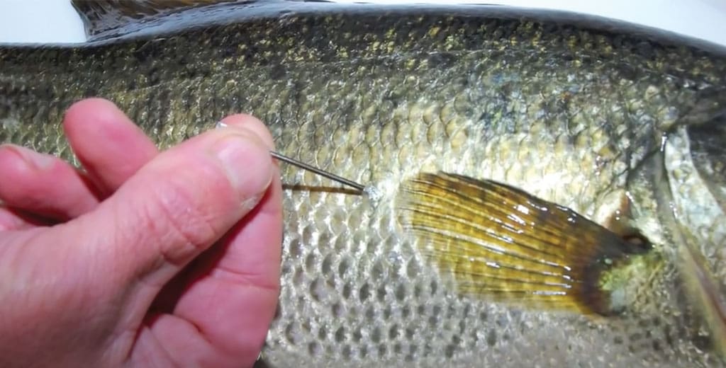 Treating barotrauma in largemouth bass (fizzing).