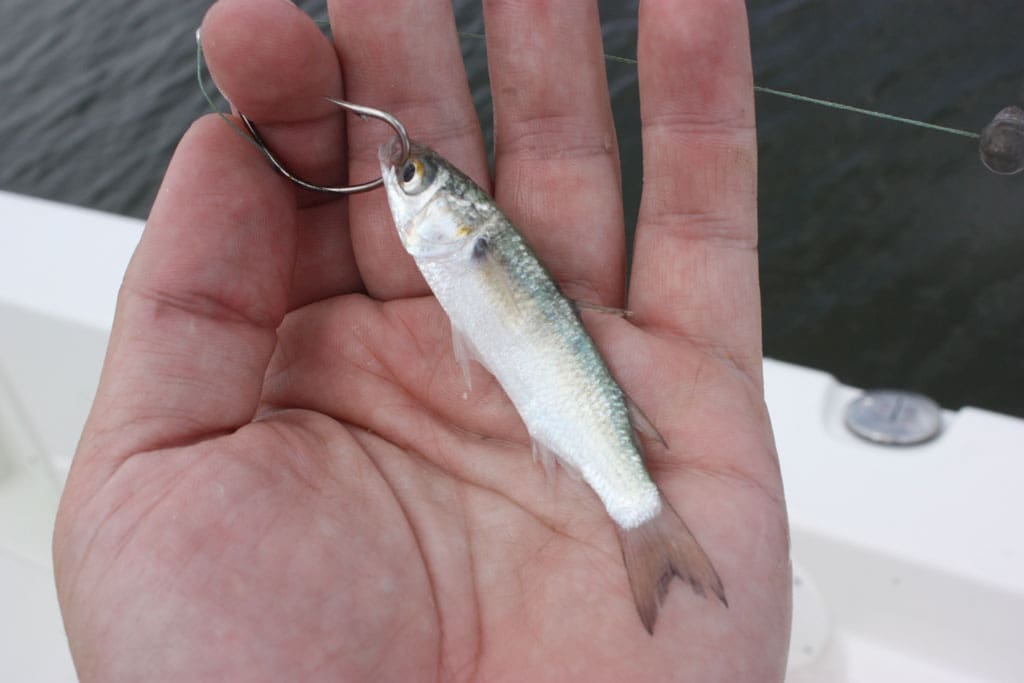 Freezing bait is a great practice that can save money and frustration.