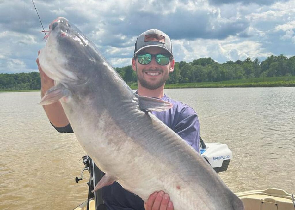 big blue catfish