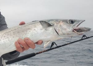 kingfish on wire leader