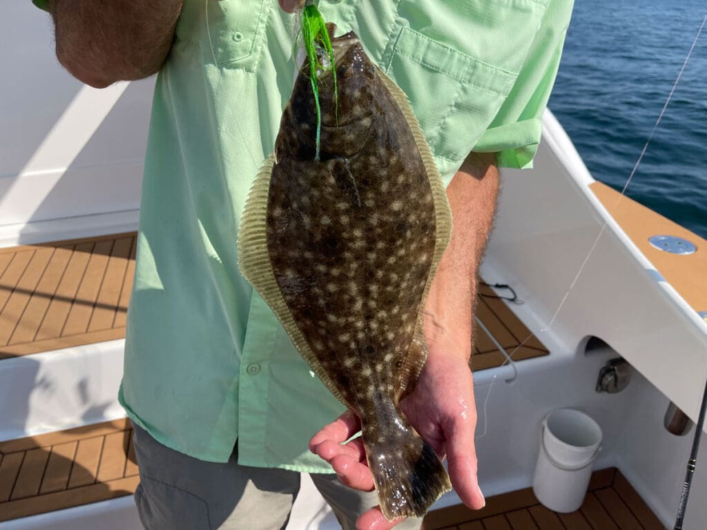 flounder