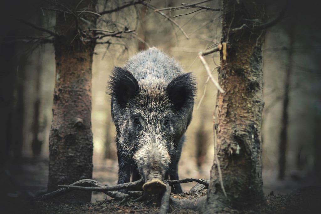 The feral hogs we hunt are not native to the United States.