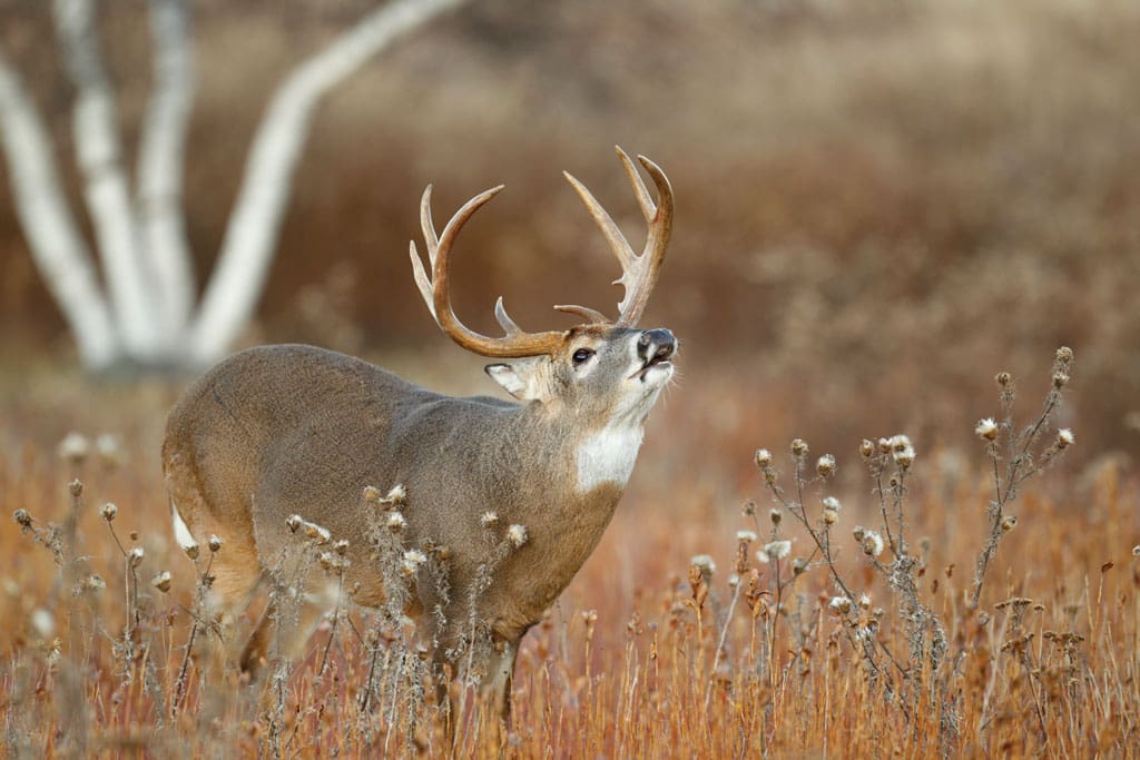 Waiting for the mythical deer of a lifetime could cost you a very good trophy.