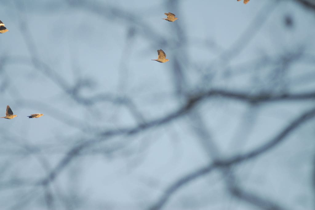 Dove season is the first in a long line of hallowed hunting seasons to come.