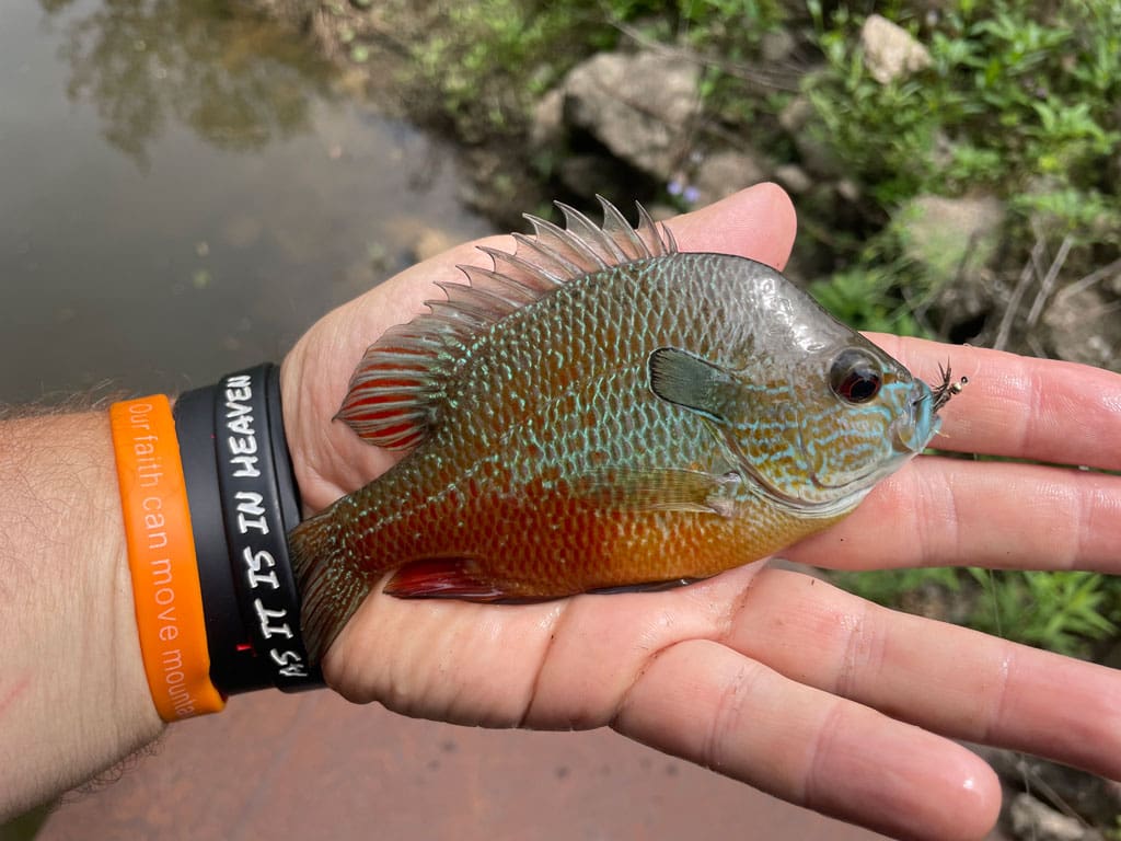 Longear sunfish is arguably the most beautiful of all native fish in Texas.