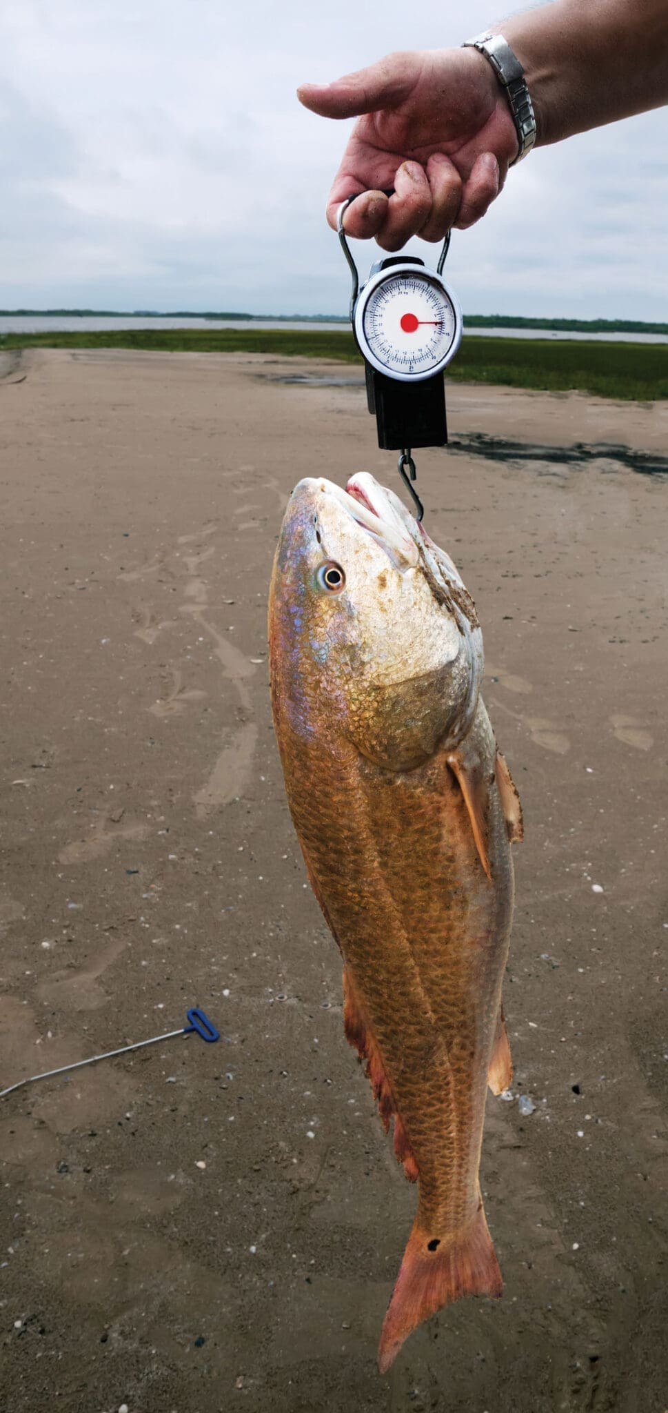 Once cold fronts arrive on the Texas Coast, so do the big redfish.