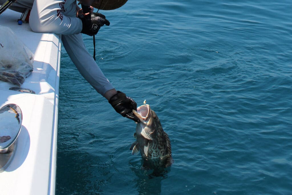 grouper fishing