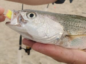 surf fishing