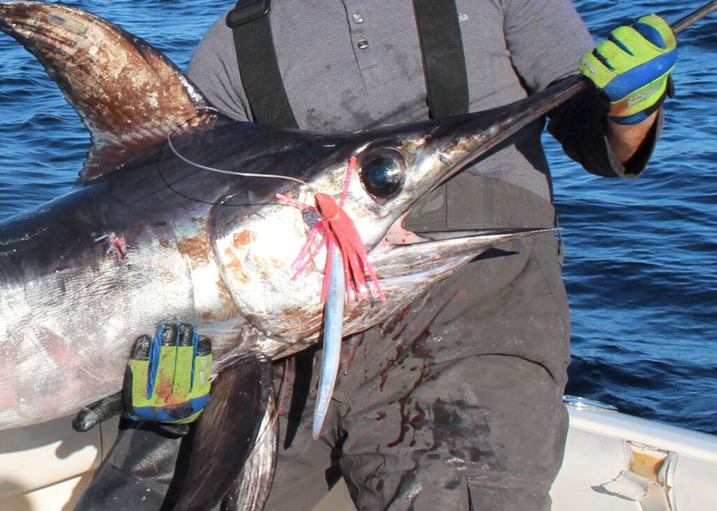 swordfish with a bait