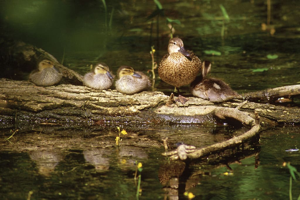 The number of breeding ducks doesn’t necessarily translate to how good a season hunters will experience. There are many factors.