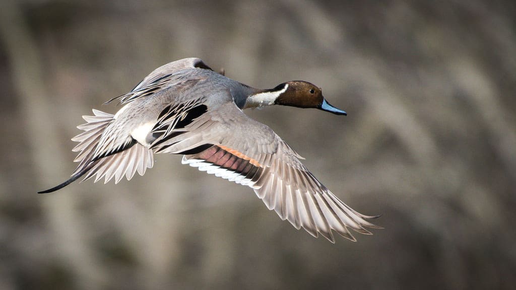 Pintail numbers are up 24 percent but are still way down from the long-term average.