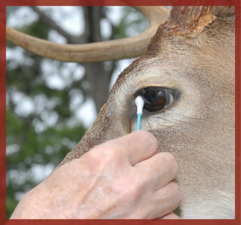 A damp Q-Tip works well for cleaning around the eyes. 